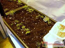 New Grow Closet My Super Closet Grow Room Set Up How To Grow Weed Indoors