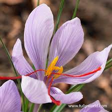 Crocus Bulbs Buy Crocus Bulbs Fall Planted Bulbs Crocus Bulbs Saffron Crocus Planting Bulbs
