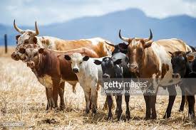 Cape Town Western Cape South Africa Nguni Cattle Nguni Nguni Cows