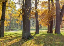 If the sawn lumber is quite variable in thickness, one or both faces of the boards should be such planing also reduces face or surface checking in oak. White Oak Tree Buyers Illinois Efficient Logging Services For Il