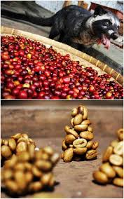 Sustainable Eating Civet Coffee Sustainable Eating Eat