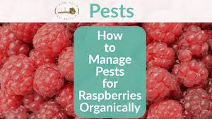 Large portions of strawberries can be toxic for cat's kidneys, too. How To Manage The Most Common Pests For Raspberries Organically In Your Backyard Vegetable Garden From Seed To Spoon Vegetable Garden Planner Mobile App