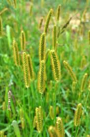 Image result for Setaria pumila