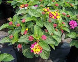 Anne Marie Lantana Lantana Plants Plant Guide