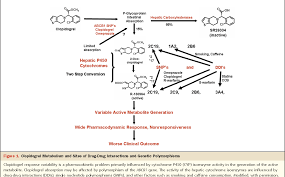 Figure 1 From Clopidogrel And Proton Pump Inhibitors Influence Of Pharmacological Interactions On Clinical Outcomes And Mechanistic Explanations Semantic Scholar