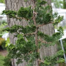 Image result for Chamaecrista gracilior