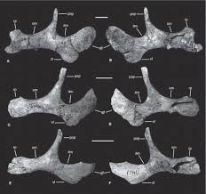 Subiecte și barem edu limba română evaluarea. Cranial And Appendicular Ontogeny Of Bactrosaurus Johnsoni A Hadrosauroid Dinosaur From The Late Cretaceous Of Northern China Prieto Marquez 2011 Palaeontology Wiley Online Library