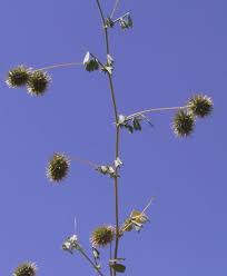 Image result for Medicago laciniata