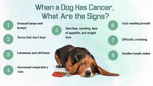 Learning your cat or dog has cancer is, in one word, a nightmare for any pet owner. All Of The What Are The Symptoms Of My Dog Having Cancer