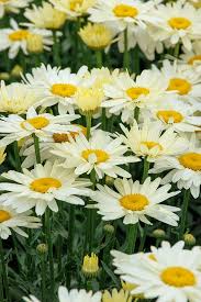 Image result for Leucanthemum
