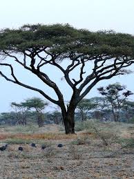 Image result for Acacia afra