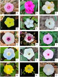 Image result for Convolvulaceae
