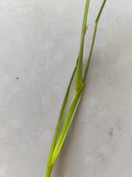 Image result for Eragrostis patula