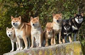It is important to find a reputable akc approved shiba inu breeder. How Much Does A Shiba Inu Cost Complete Buyer S Guide Perfect Dog Breeds