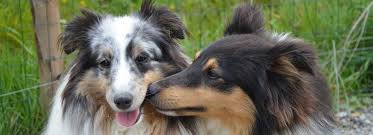 This is by far the best video i. Canine Minitube