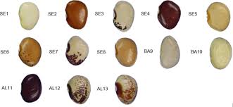 Image result for Phaseolus