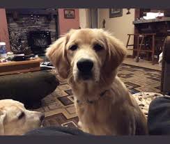 Maybe you would like to learn more about one of these? Embark Dog Dna Test Breed