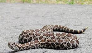Eastern Massasauga Rattlesnakes Of October Rattlesnake Oakland County Milk Snake