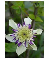 Check spelling or type a new query. Clematis Moonglow Westcountry Nurseries