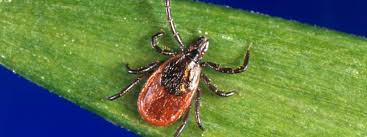 The map created by people like you! Lyme Disease Ohio Department Of Health