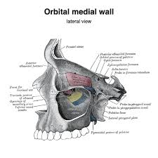 Image result for Maxillary Sinus