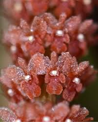 Image result for Centrostigma