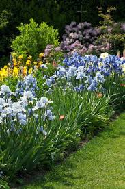 Get a 16.000 second blooming iris in the rain stock footage at 25fps. Growing Irises Planting Caring For Iris Flowers Garden Design