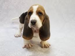 Basset hounds were highly valued for hunting purposes for those who were not wealthy, as their short legs made when it is time to go outside, leash the dog and stand near the center of the area you have chosen, allowing your pet to choose. Basset Hound Puppies Petland Bradenton