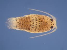 Image result for Dichilus