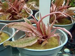 When grown in an open space the leaves will virtually lie on the bottom. Cryptocoryne Wendtii Flamingo Rosafarbiger Wasserkelch Flamingo Wasserkelch Wasserpflanzenparadies