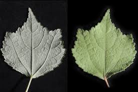 Image result for Triumfetta pentandra