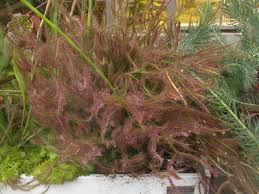 Image result for Eriosema scioanum