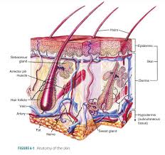 Cleavage Lines - E-Anatomy - Imaios