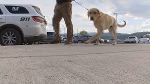 Flathead county inmate locator, search incarceration details in each individual public jail record. Flathead Co Sheriff S Office K 9s Arrive Keci