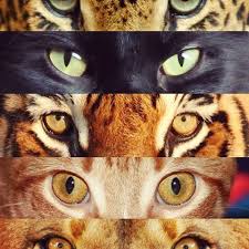 Monique Lhuillier Moniquelhuillier Instagram Photos And Videos Cat Eyes Drawing Eye Art Animal Art