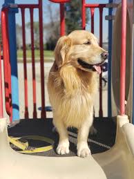 Looking For A Second Golden Retriever California Golden Retriever Dog Forums
