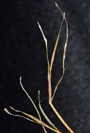 Image result for Potamogeton schweinfurthii