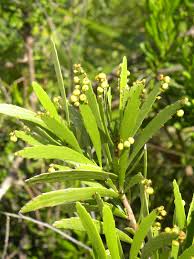 Image result for Phyllanthus