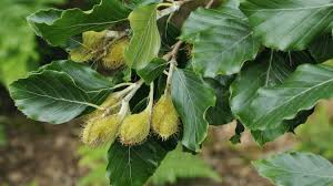 A massive beech hedge has reached ten. Plants Seeds Bulbs Fagus Sylvatica European Beech Tree Seeds Home Garden