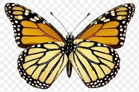 Download Premium Png Of Vintage Monarch Butterfly Illustration Design