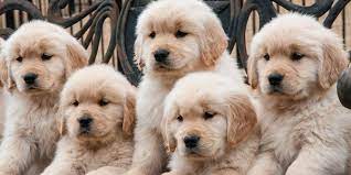Hello i only have 1 boy a and 1 female left. Golden Retriever Malaysia Online Store Home Facebook