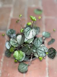 Image result for Senecio sp.no.4