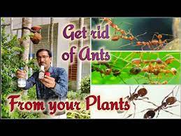 There are more natural ways to kill ants than chemical ways. How To Get Rid Of Ant Problem In Your Plants By Homemade Recipe Youtube
