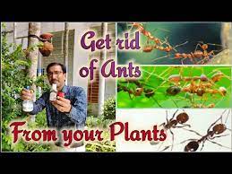 Though pesticides and chemical treatments are commonly used to eliminate ants, such methods are not good options if you have pets. How To Get Rid Of Ant Problem In Your Plants By Homemade Recipe Youtube