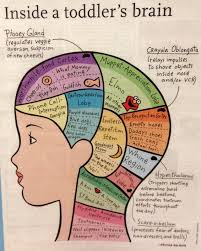 The brain controls everything we do, and is often likened to the central computer within a vast, complicated communication network, working at lightning speed. Inside A Toddler S Brain By Melissa Balmain Via Sunkid Reddit Toddler Parenting Toddler Infographic Toddler Brain Mapping