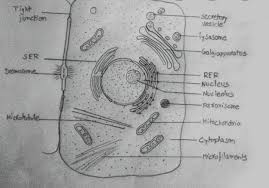All your paper needs covered 24/7. Draw A Well Labelled Diagram Of A Typical Animal Cell Brainly In