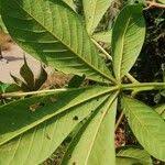 Image result for Vitex congolensis