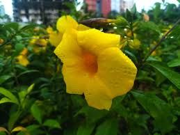 Image result for Allamanda schottii