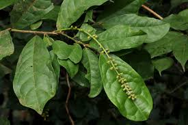 Image result for Thecacoris