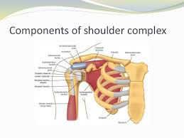 Biomechanics Of Shoulder Complex Biomechanics Shoulder Physiotherapy Student